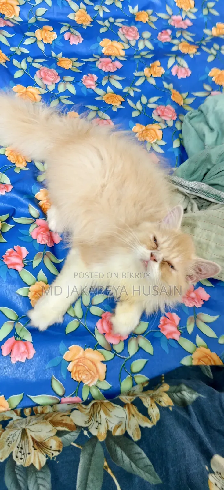 3-6 months Female Purebred Persian