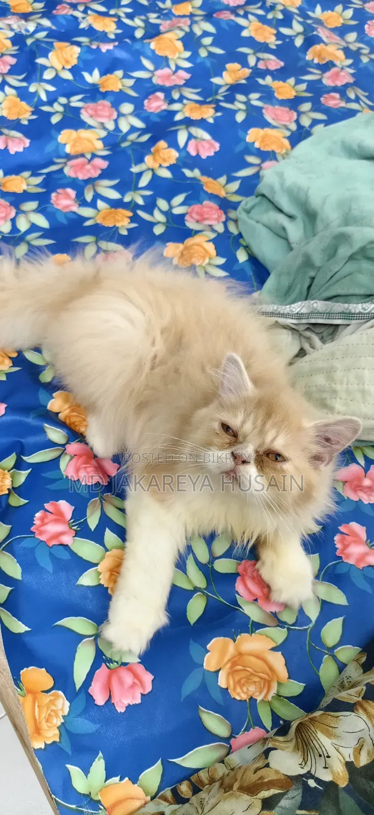 3-6 months Female Purebred Persian