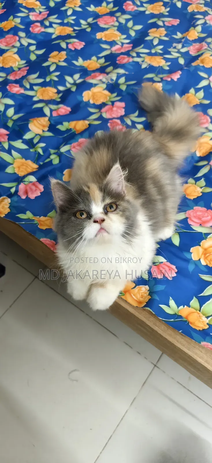3-6 months Female Purebred Persian