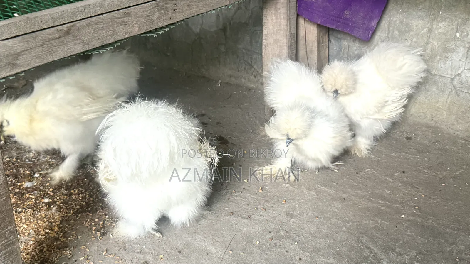 Silky Chicken