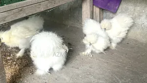 Silky Murgi