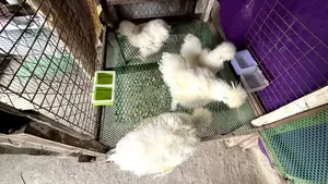 Silky Chicken