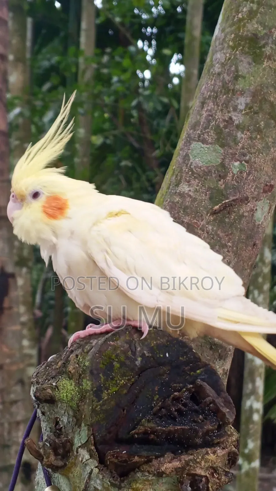 ককাটেললুটিন