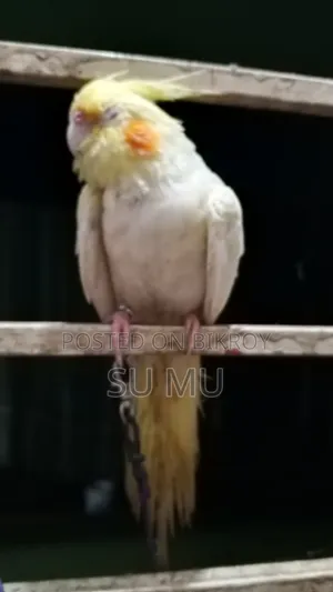 ককাটেললুটিন