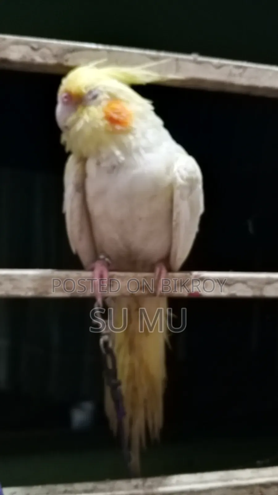 ককাটেললুটিন