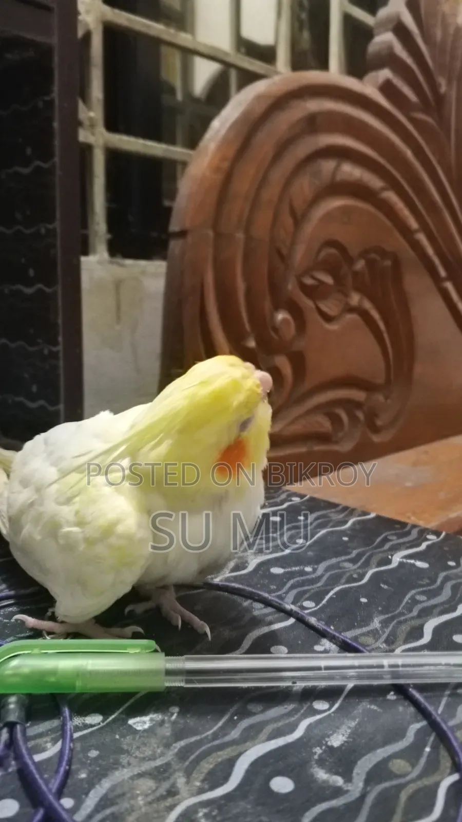 ককাটেললুটিন