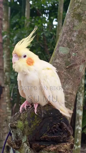 ককাটেললুটিন