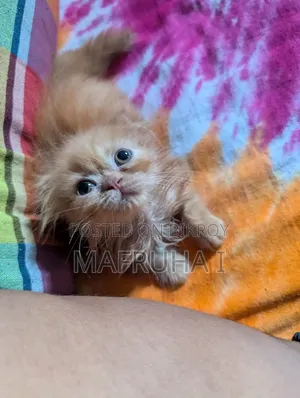 1-3 Months Female Purebred Persian Cat