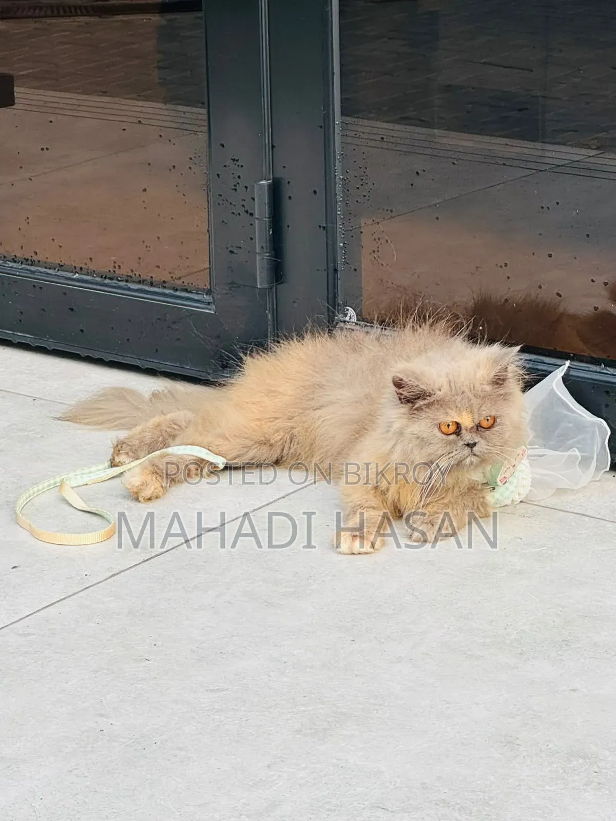 6-12 Months Female Purebred Persian