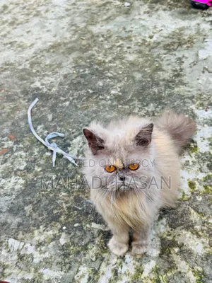 6-12 Months Female Purebred Persian