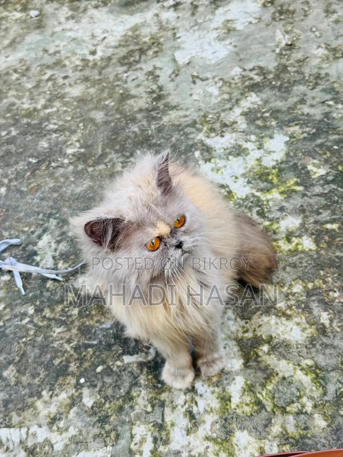 6-12 Months Female Purebred Persian