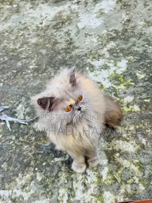 6-12 Months Female Purebred Persian