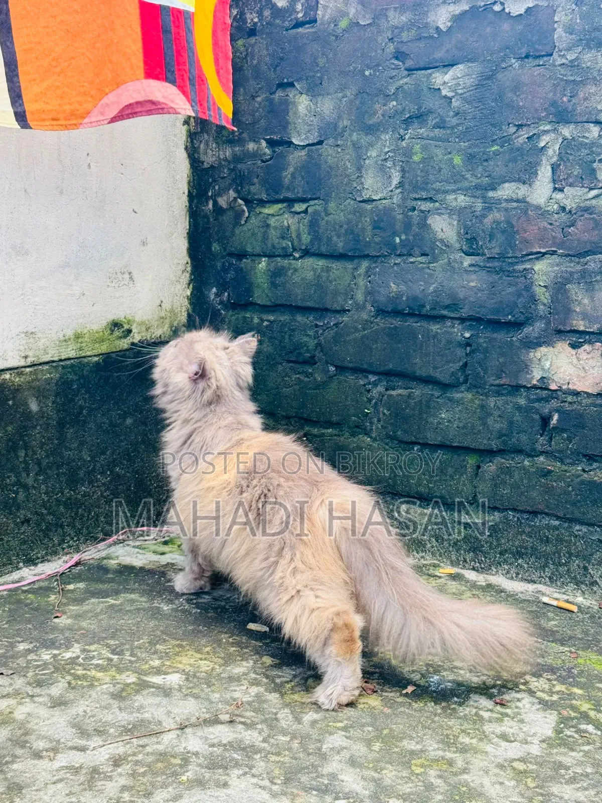 6-12 Months Female Purebred Persian