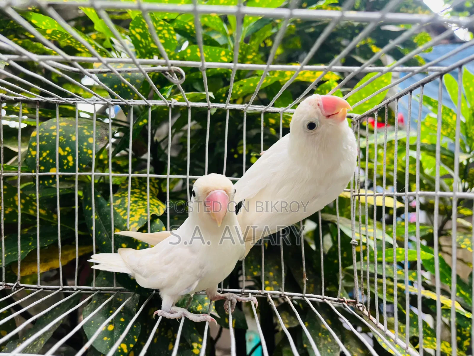 Fresh Active Lovebirds