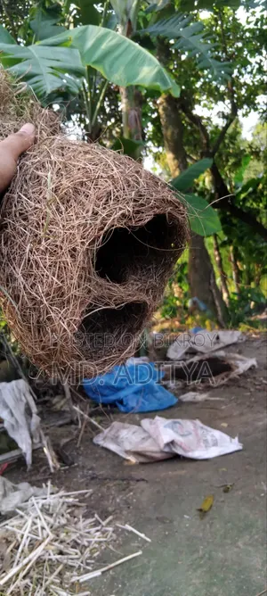 Original Babui Bird Nest