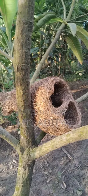 Original Babui Bird Nest