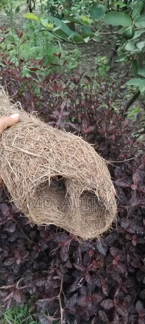 Original Babui Bird Nest
