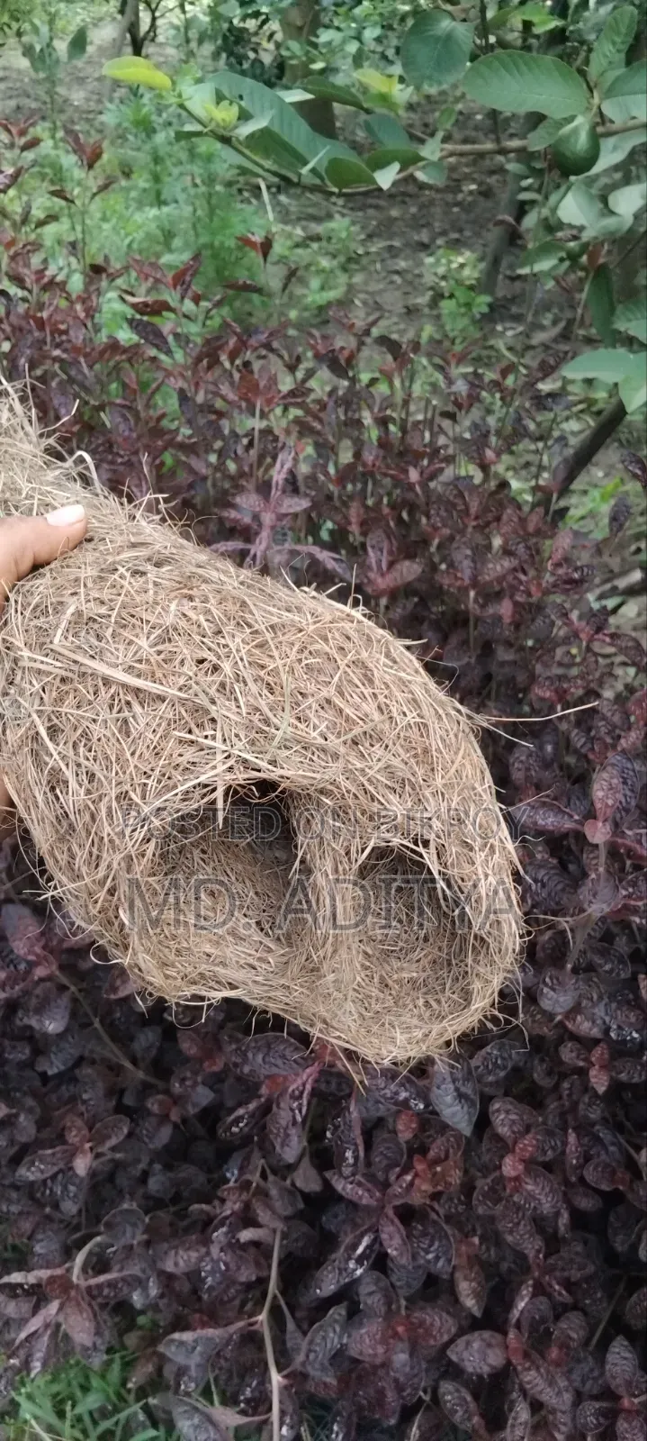 Original Babui Bird Nest