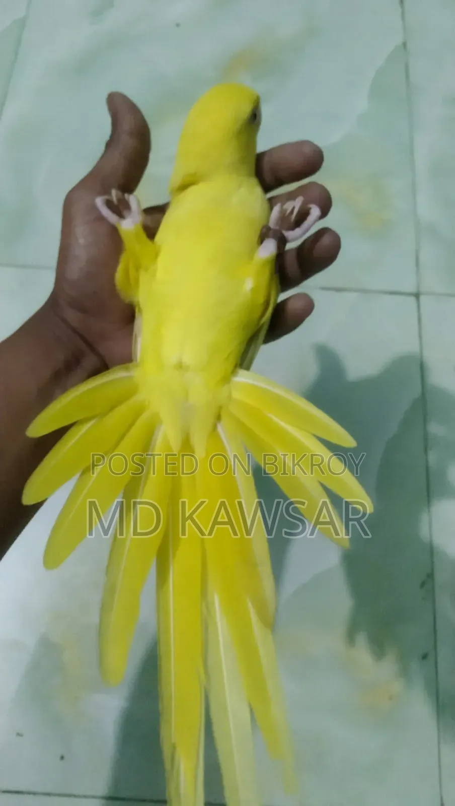 ইওলো রিং নেই ফিমেল