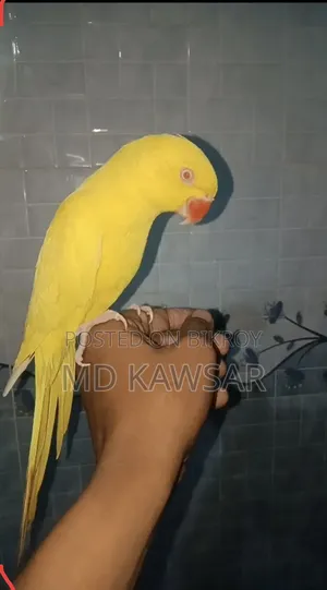 ইওলো রিং নেই ফিমেল