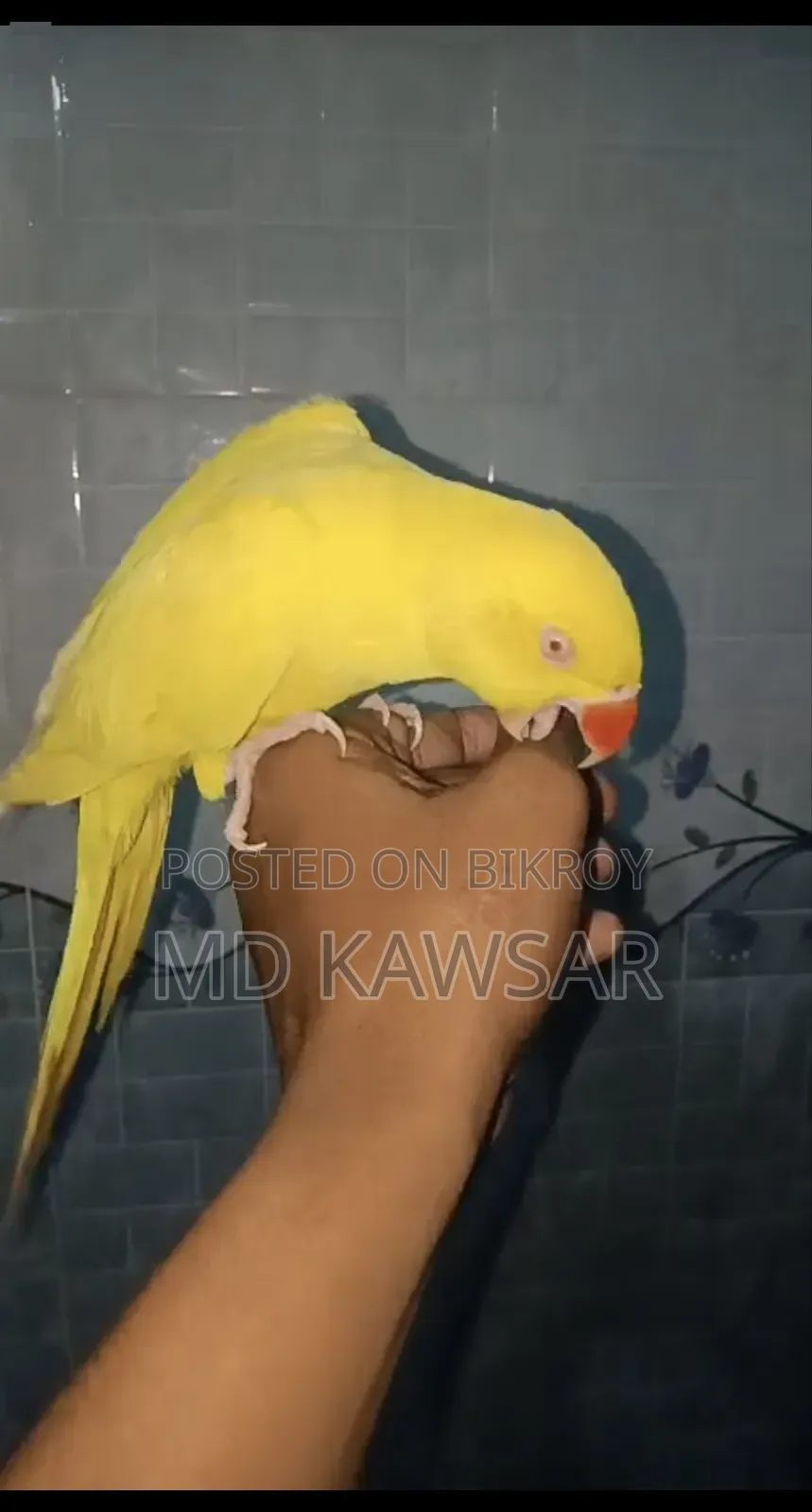 ইওলো রিং নেই ফিমেল