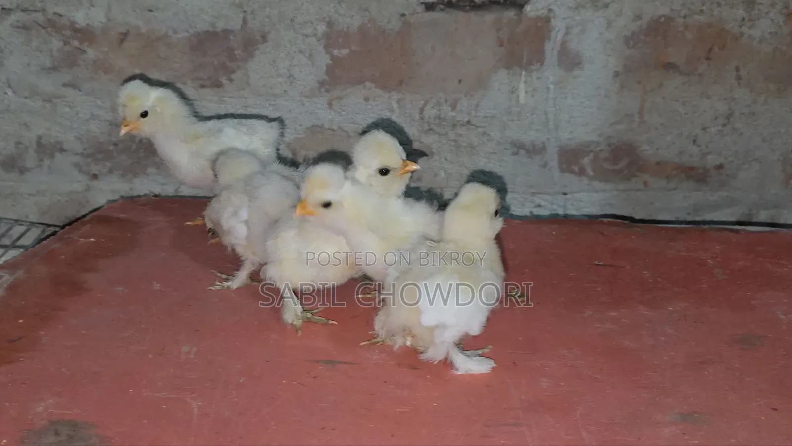 Silky and Sultan Baby's