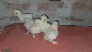 Silky and Sultan Baby's
