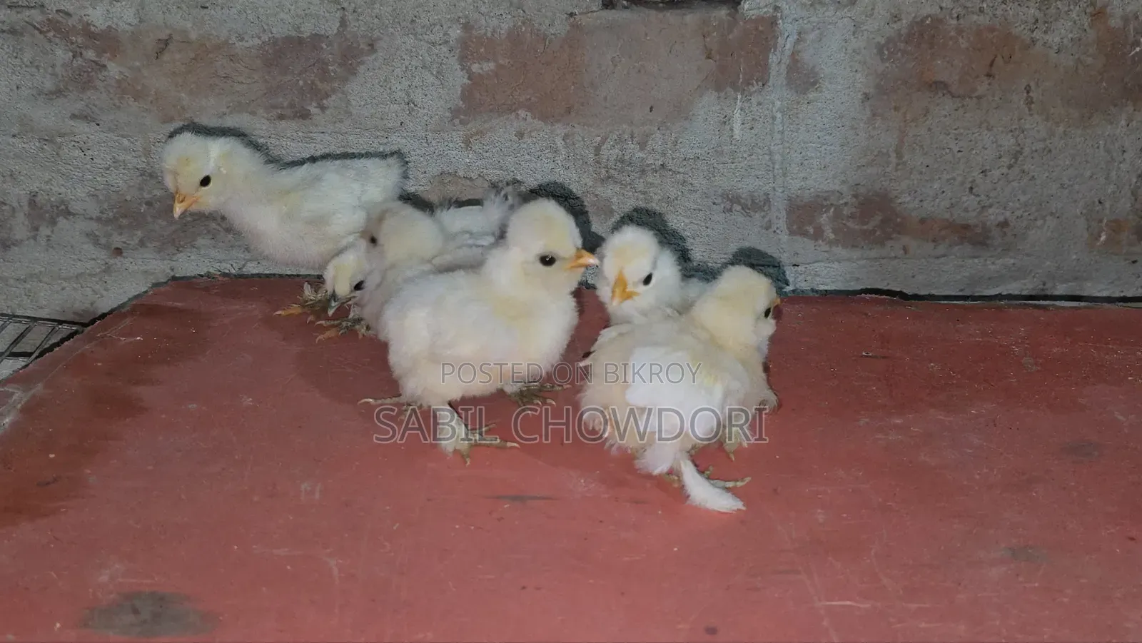 Silky and Sultan Baby's