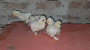 Silky and Sultan Baby's