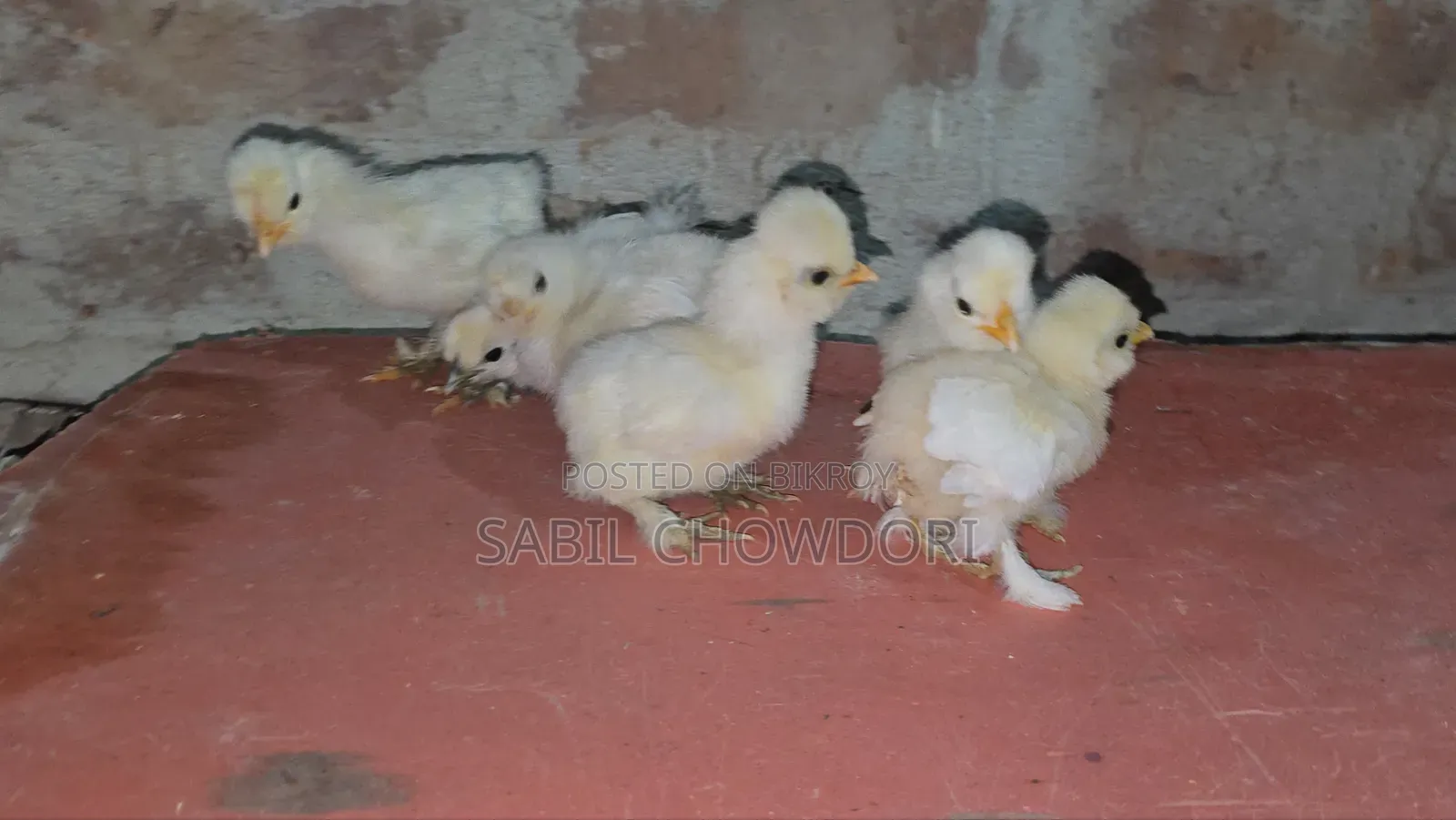 Silky and Sultan Baby's