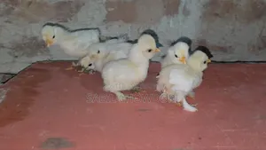Silky and Sultan Baby's