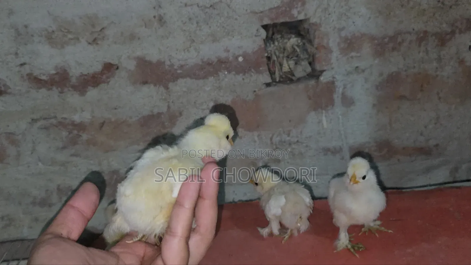 Silky and Sultan Baby's
