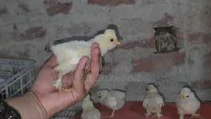Silky and Sultan Baby's