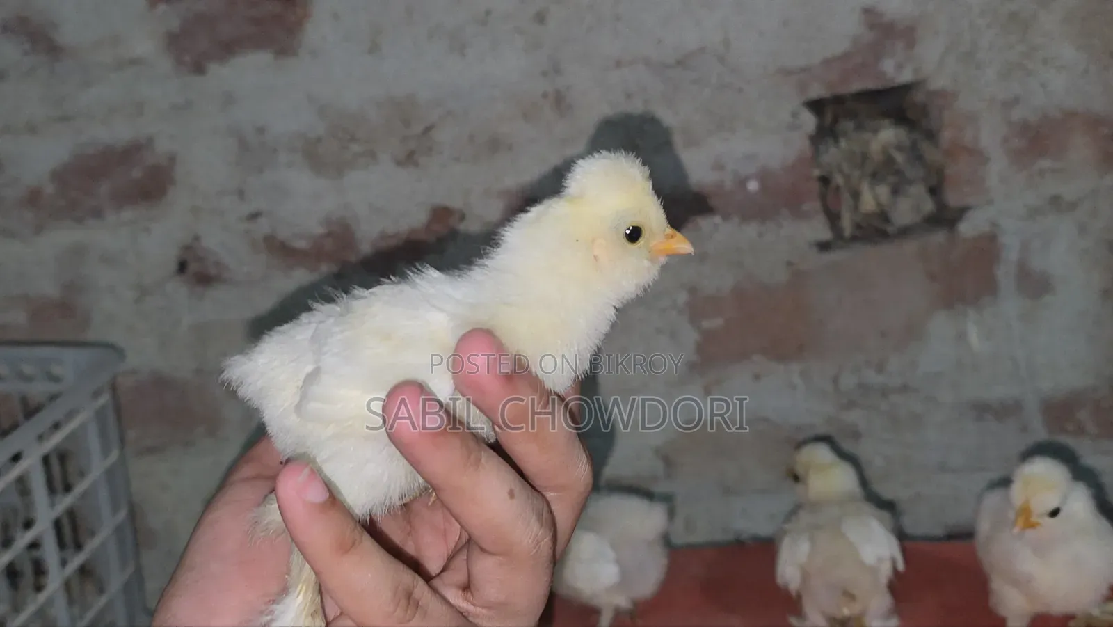 Silky and Sultan Baby's