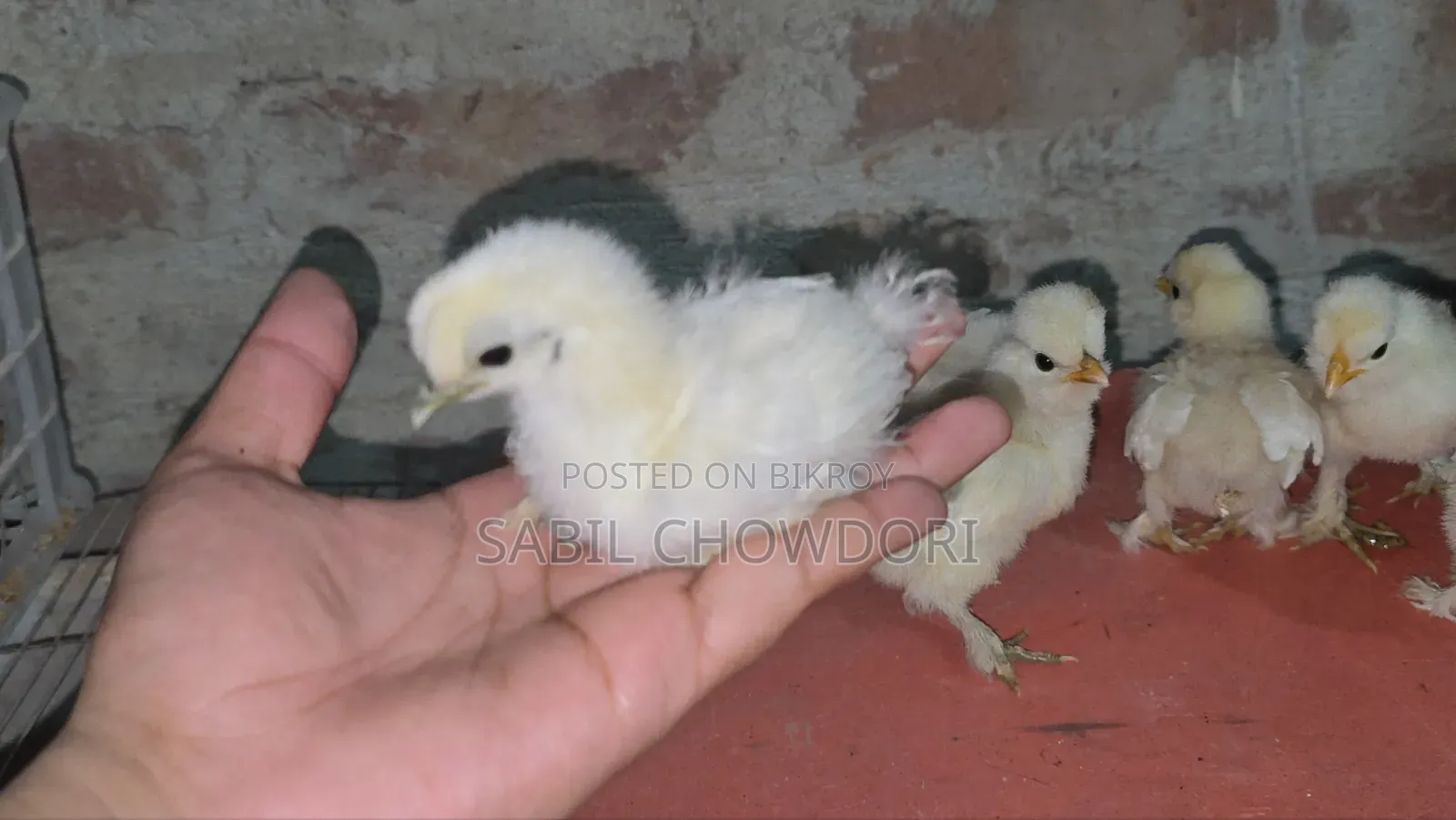 Silky and Sultan Baby's