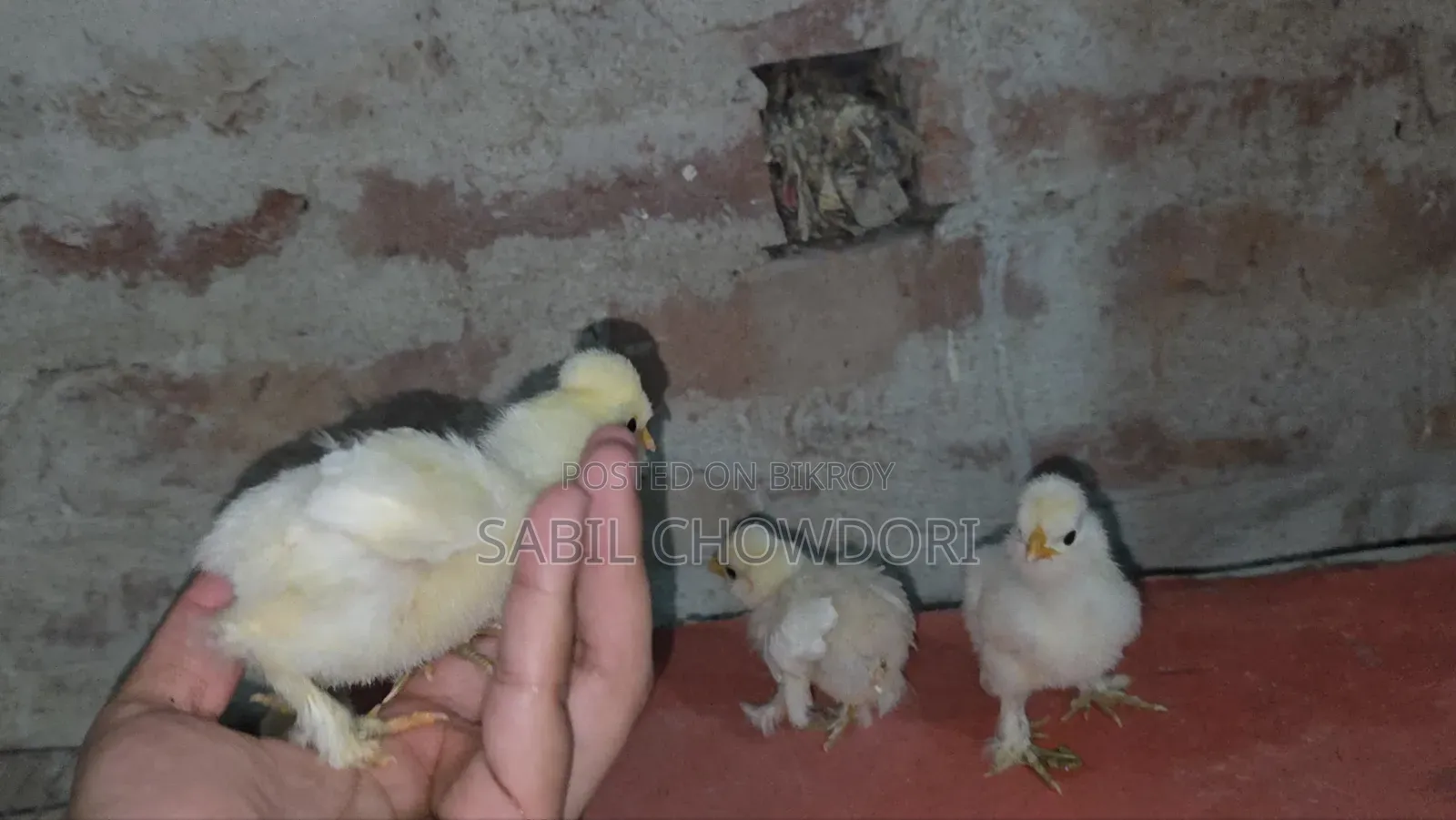 Silky and Sultan Baby's