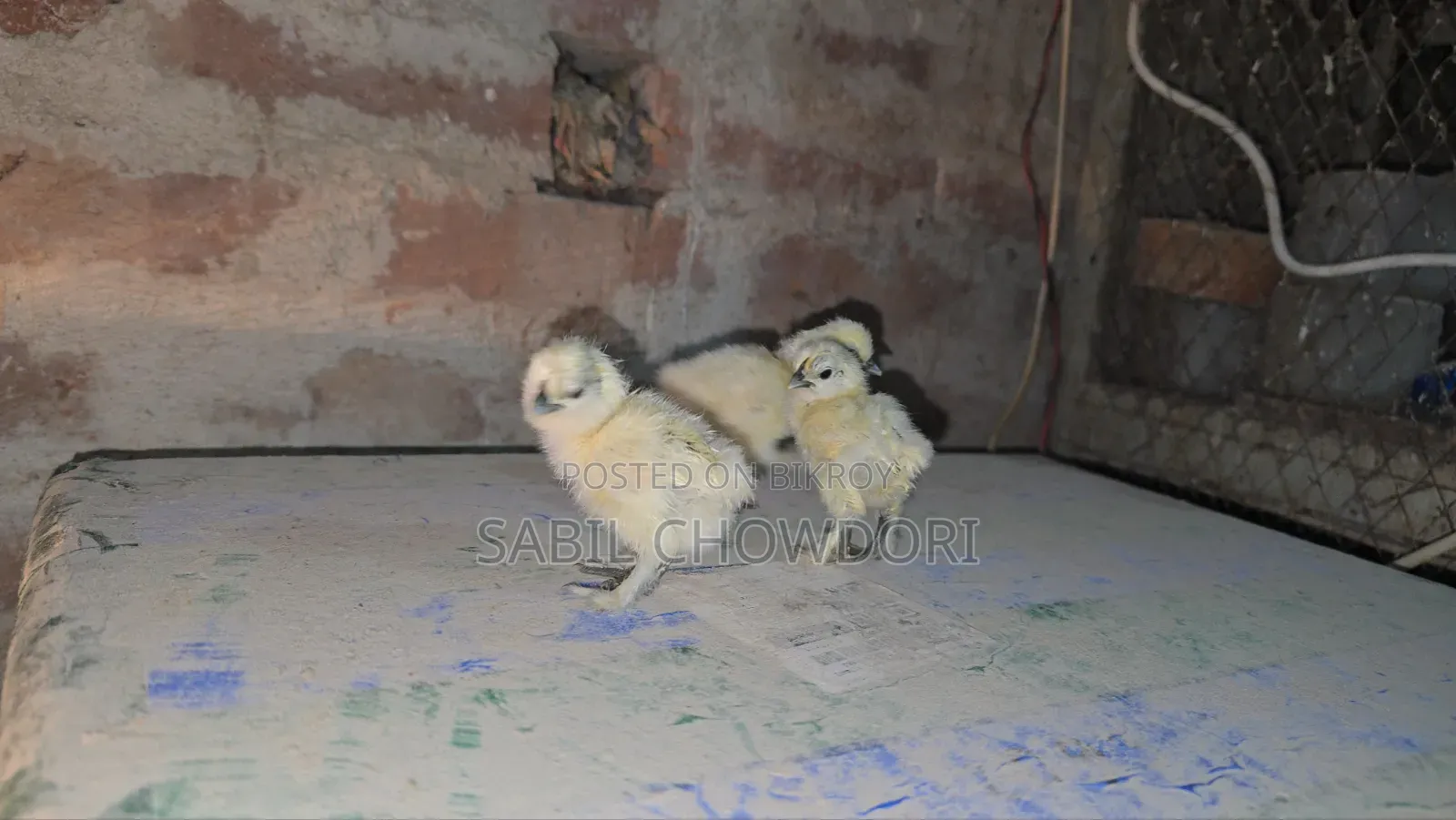 Silky and Sultan Baby's