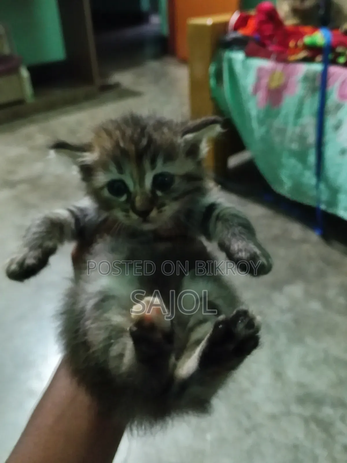 ০-১ মাসের ফিমেল মিক্স ব্রিড বিড়াল