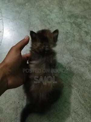 ০-১ মাসের ফিমেল মিক্স ব্রিড বিড়াল