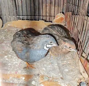কিং কোয়েল।