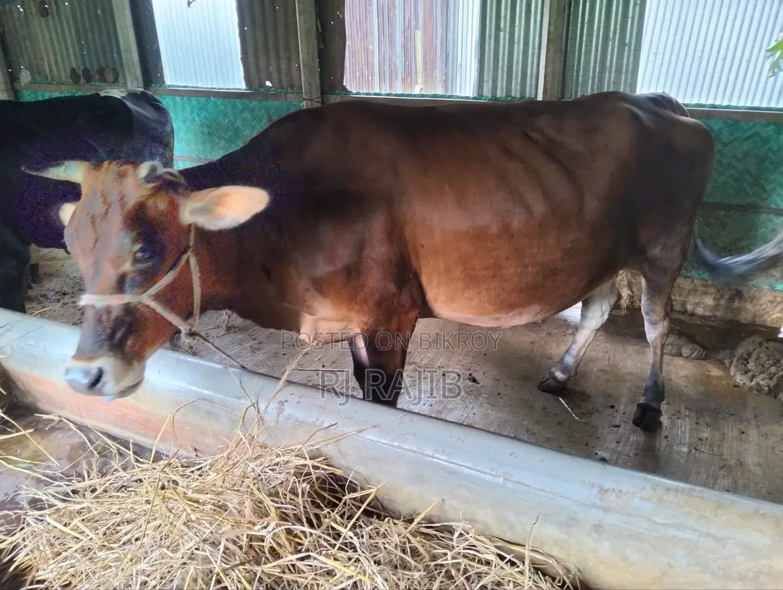 Sahiwal Jersey Cross Cow