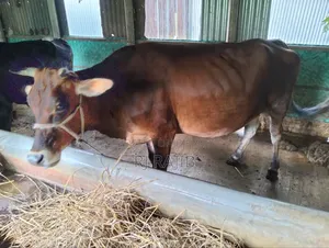 Sahiwal Jersey Cross Cow
