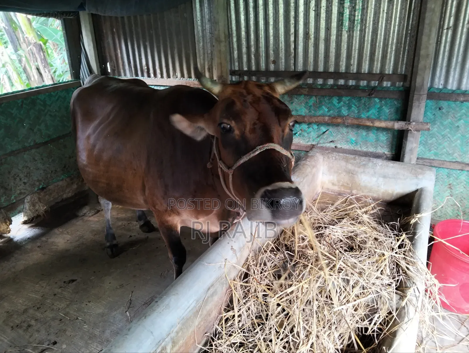 Sahiwal Jersey Cross Cow