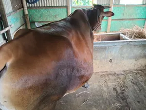 Sahiwal Jersey Cross Cow