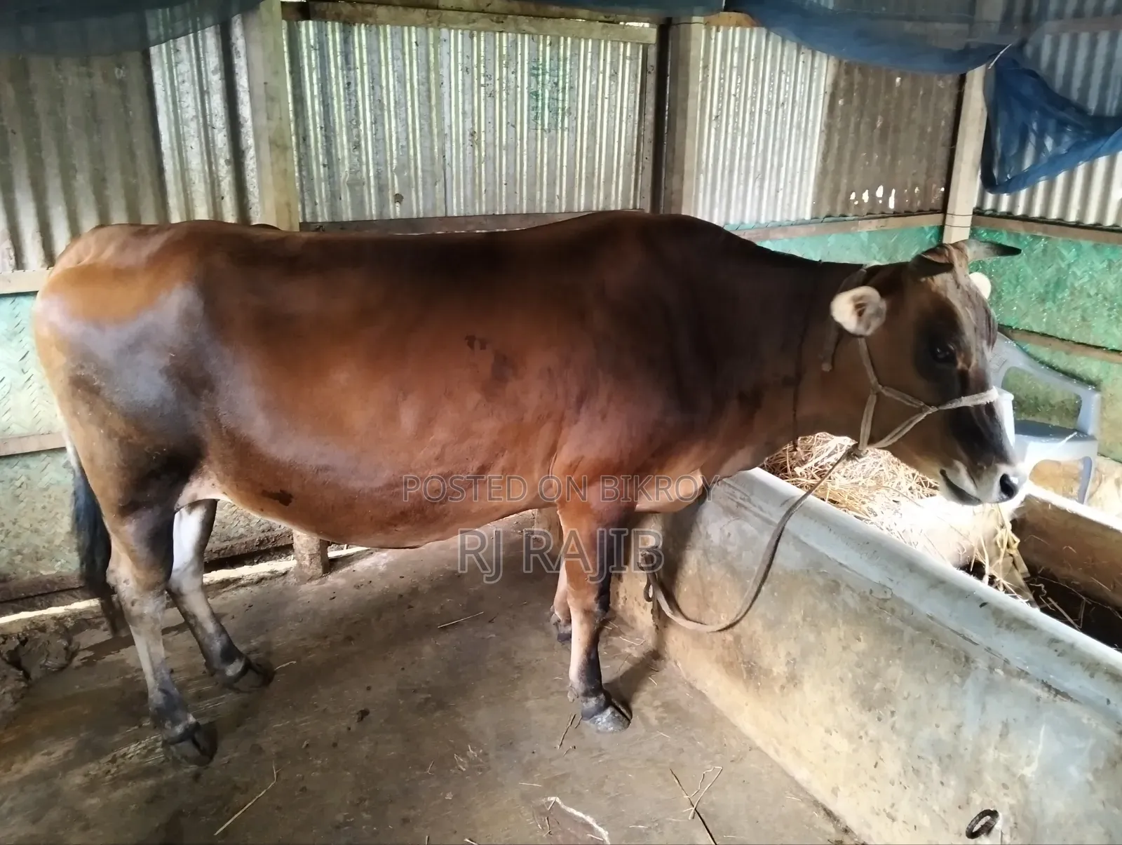 Sahiwal Jersey Cross Cow