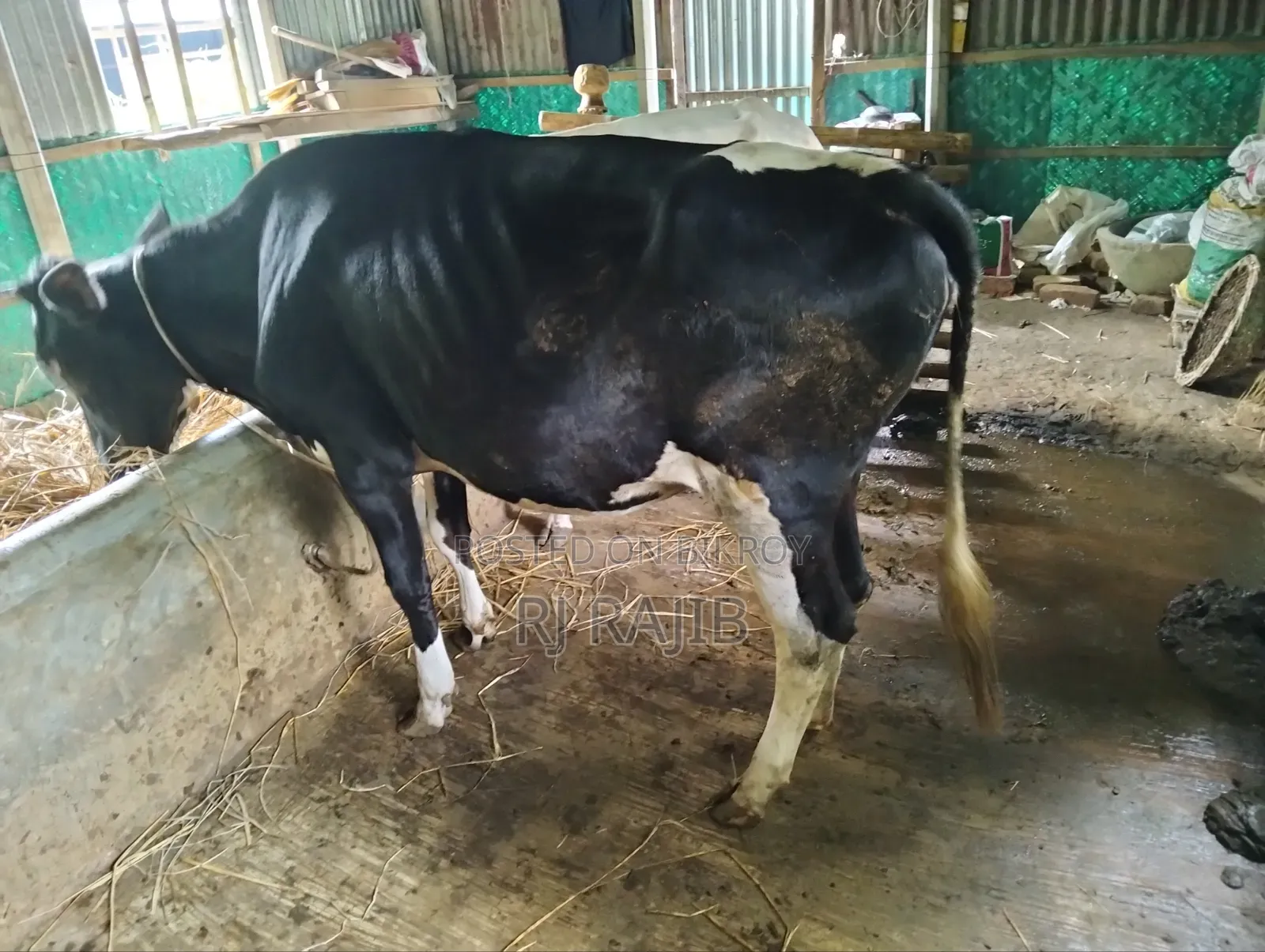 Friesian Heifer