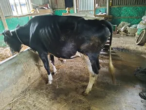 Friesian Heifer