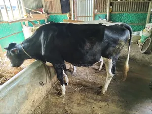 Friesian Heifer