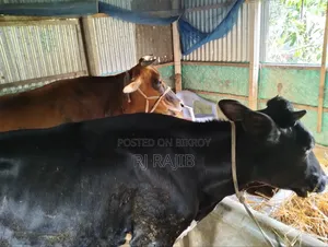 Friesian Heifer