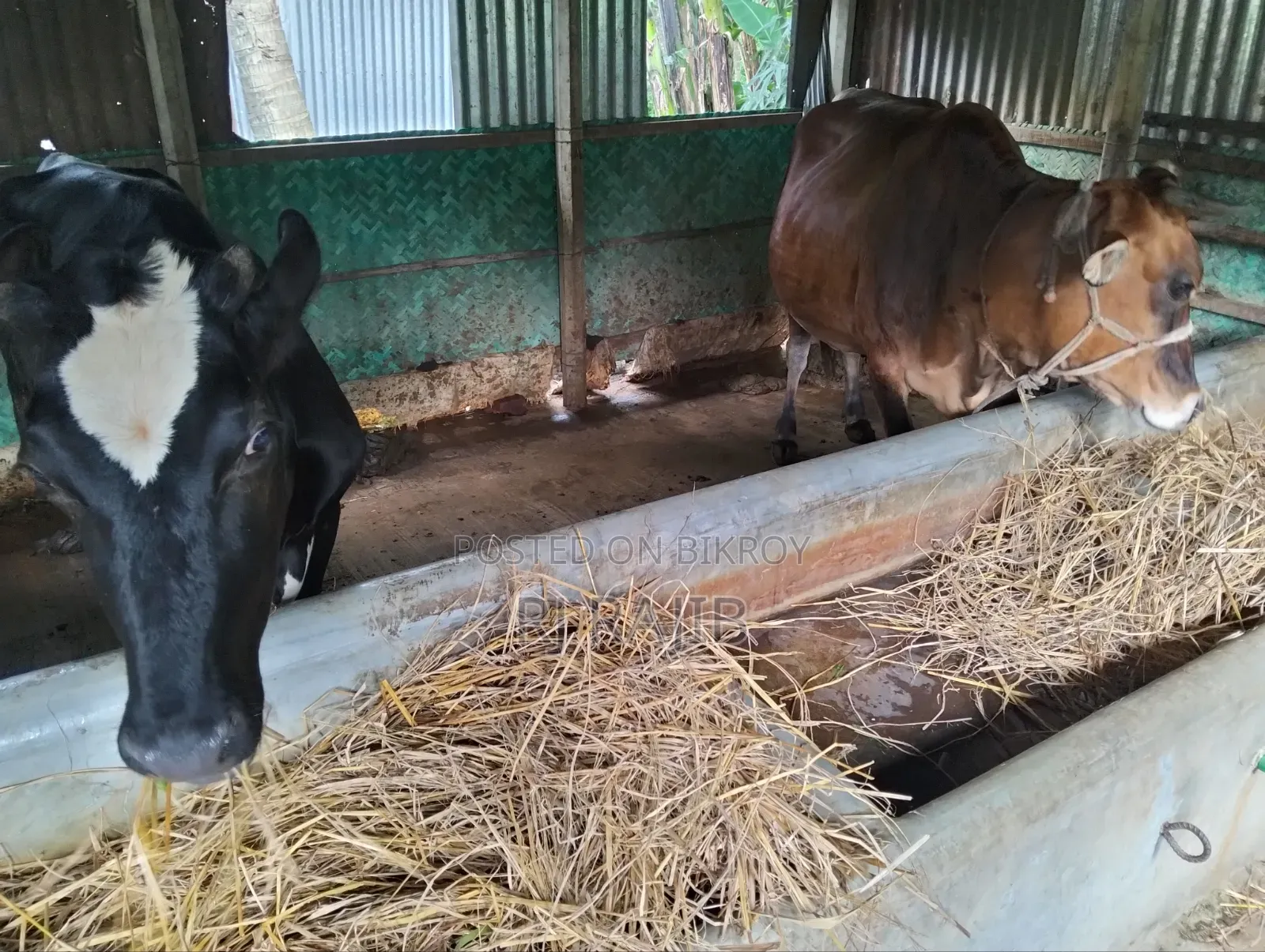 Friesian Heifer